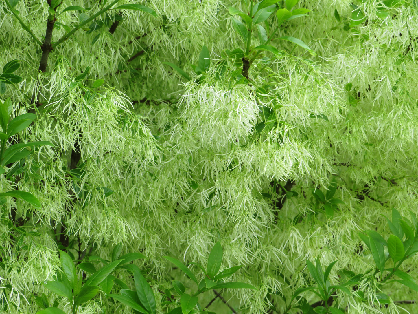 Chionanthus virginicus (Fringe tree)