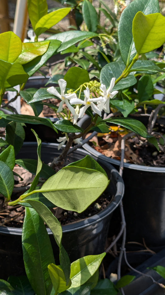 Trachelospermum jasminoides (Star Jasmine)