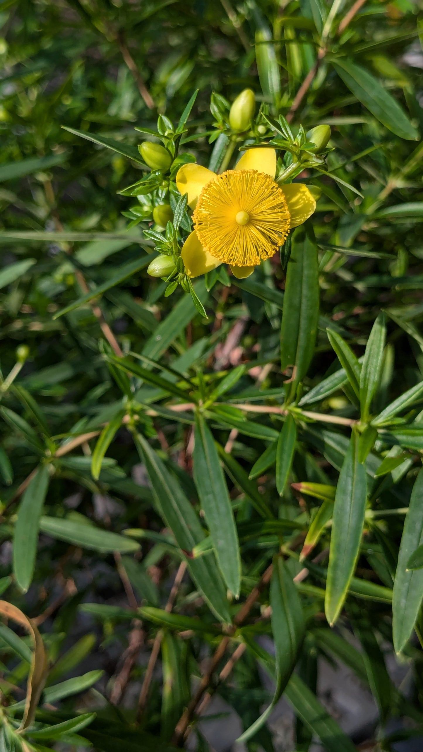 Hypericum densiflorum 'Creel's Gold' (St. John's Wort)