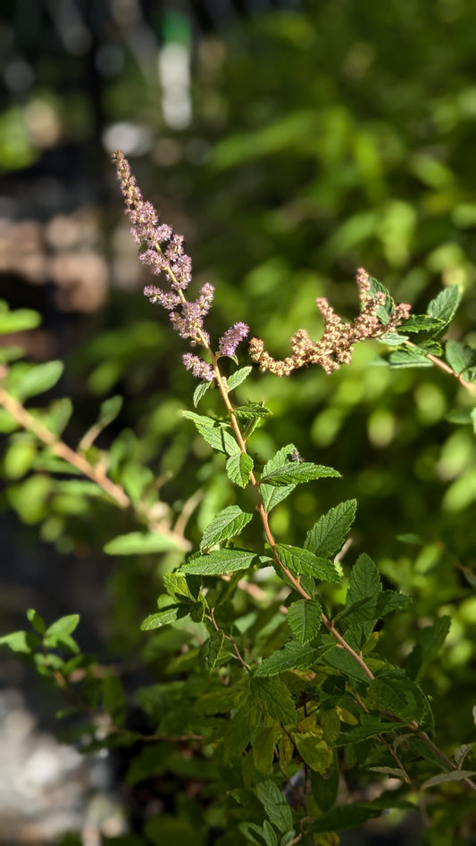 Spirea tomentosa (Steeplebush)