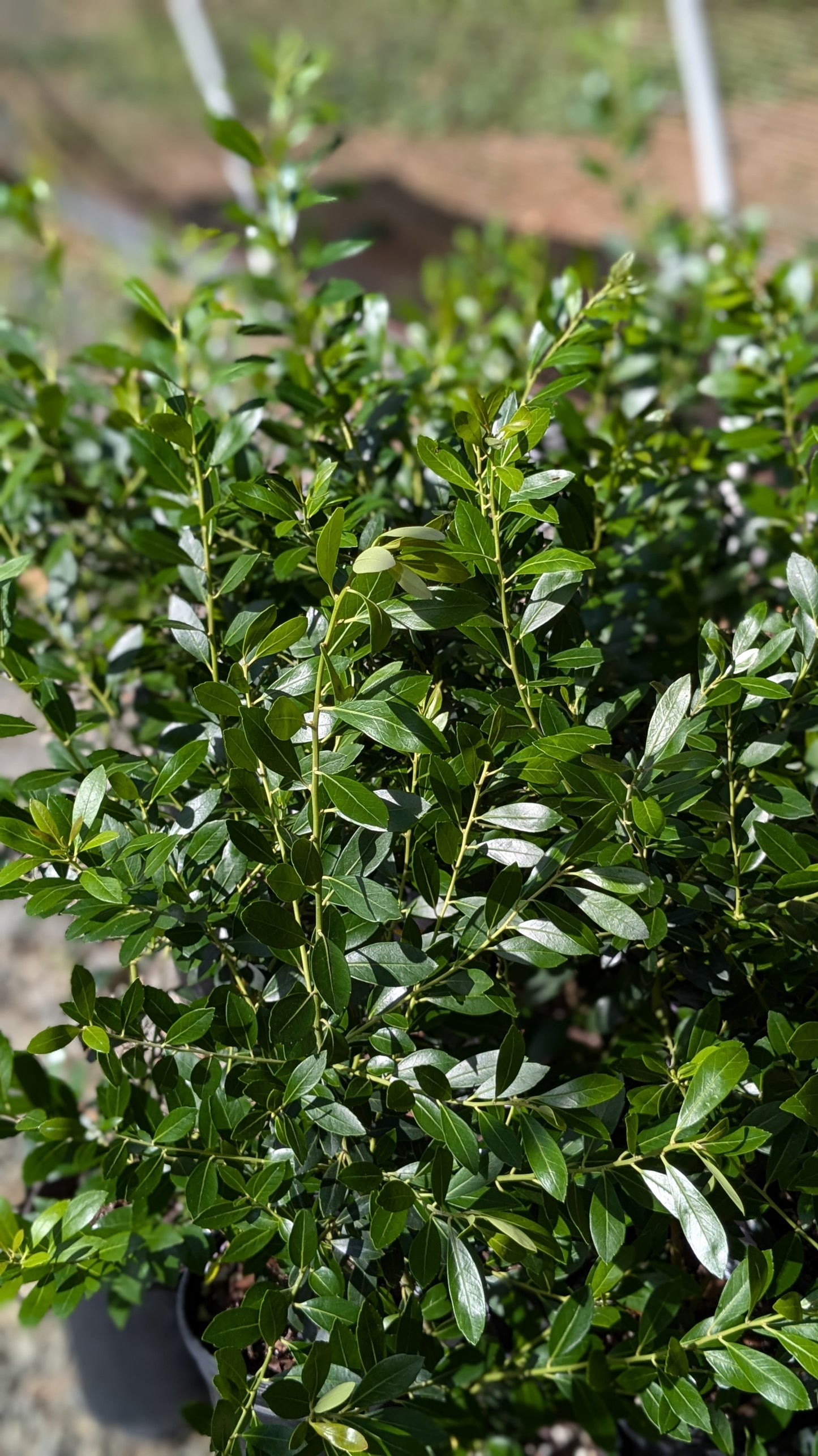 Ilex glabra 'Red Tip' (Inkberry)