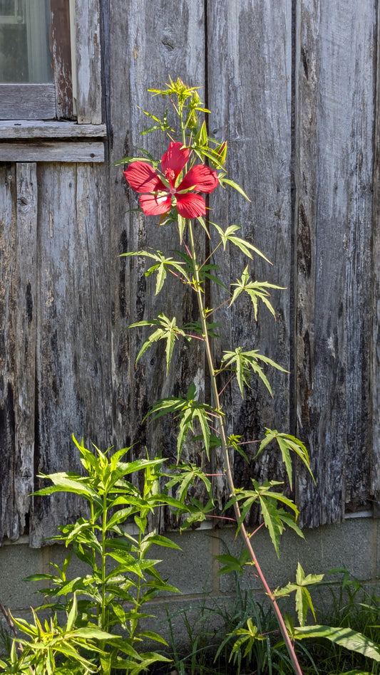 Hibiscus coccineus (Scarlet rosemallow)