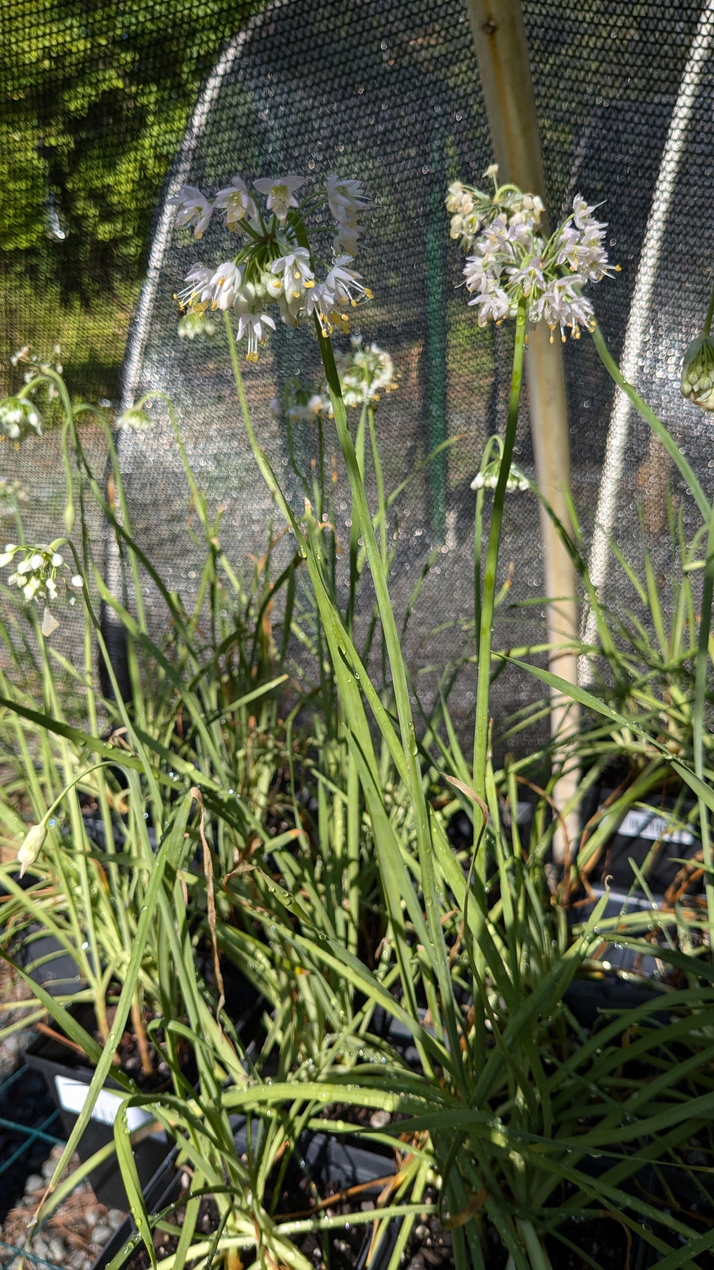 Allium cernuum (Wild Nodding Onion)