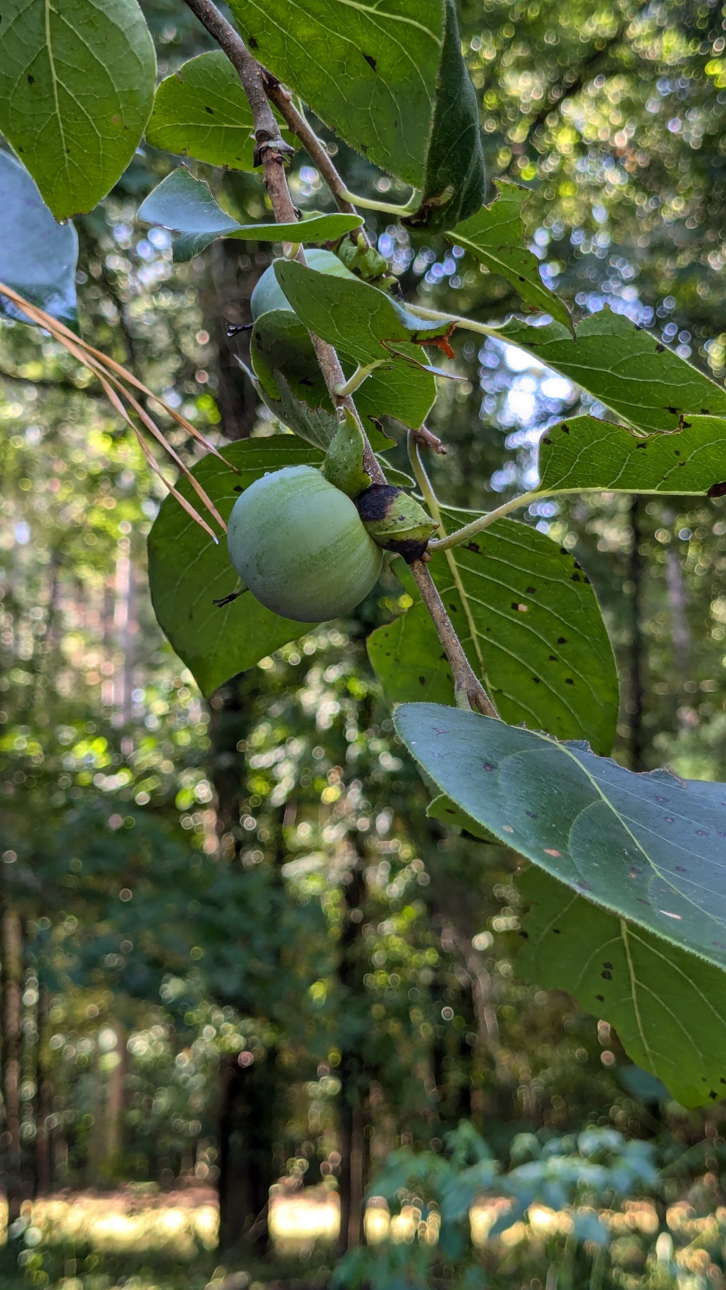 Diospyros virginiana (American Persimmon)