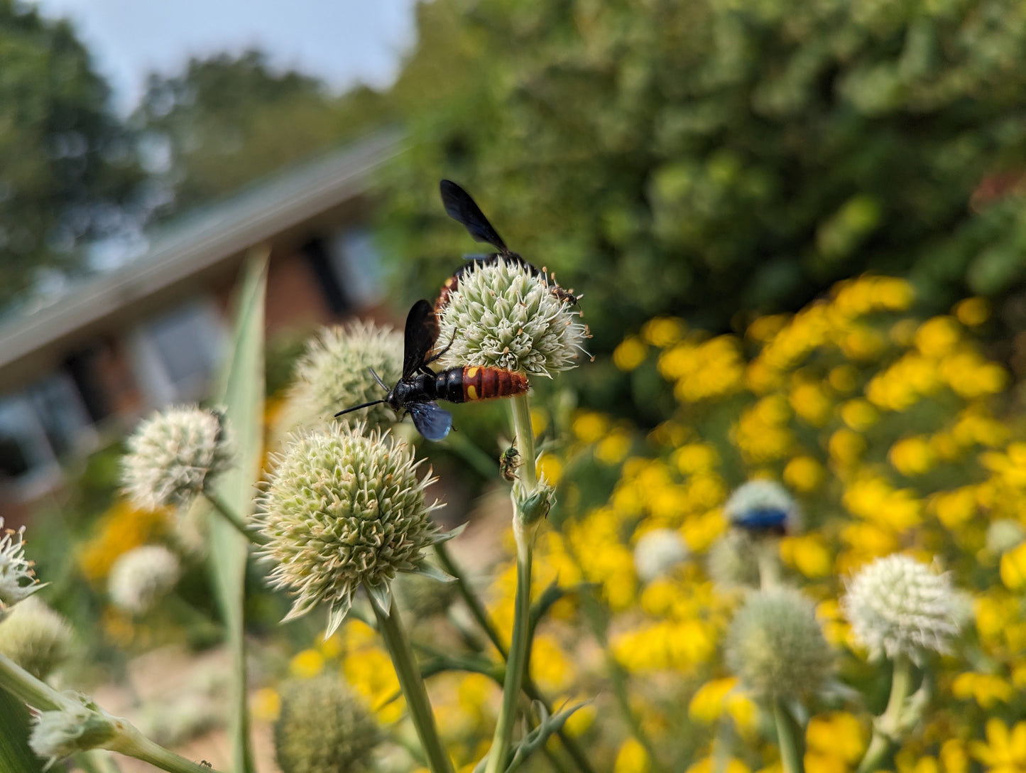 Eryngium yuccifolium (Rattlesnake master)