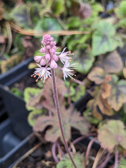 Tiarella 'New Moon Motley' (New Moon Motley Foamflower)