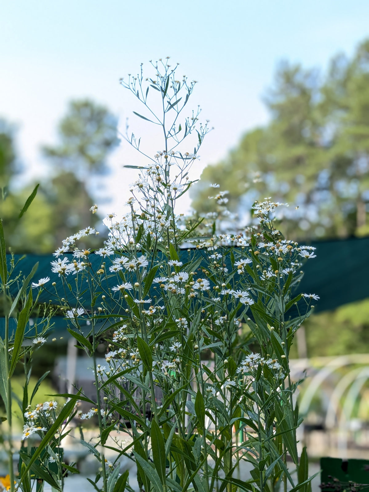 False Aster Boltonia asteroides (False Aster) – Carolina Habitats
