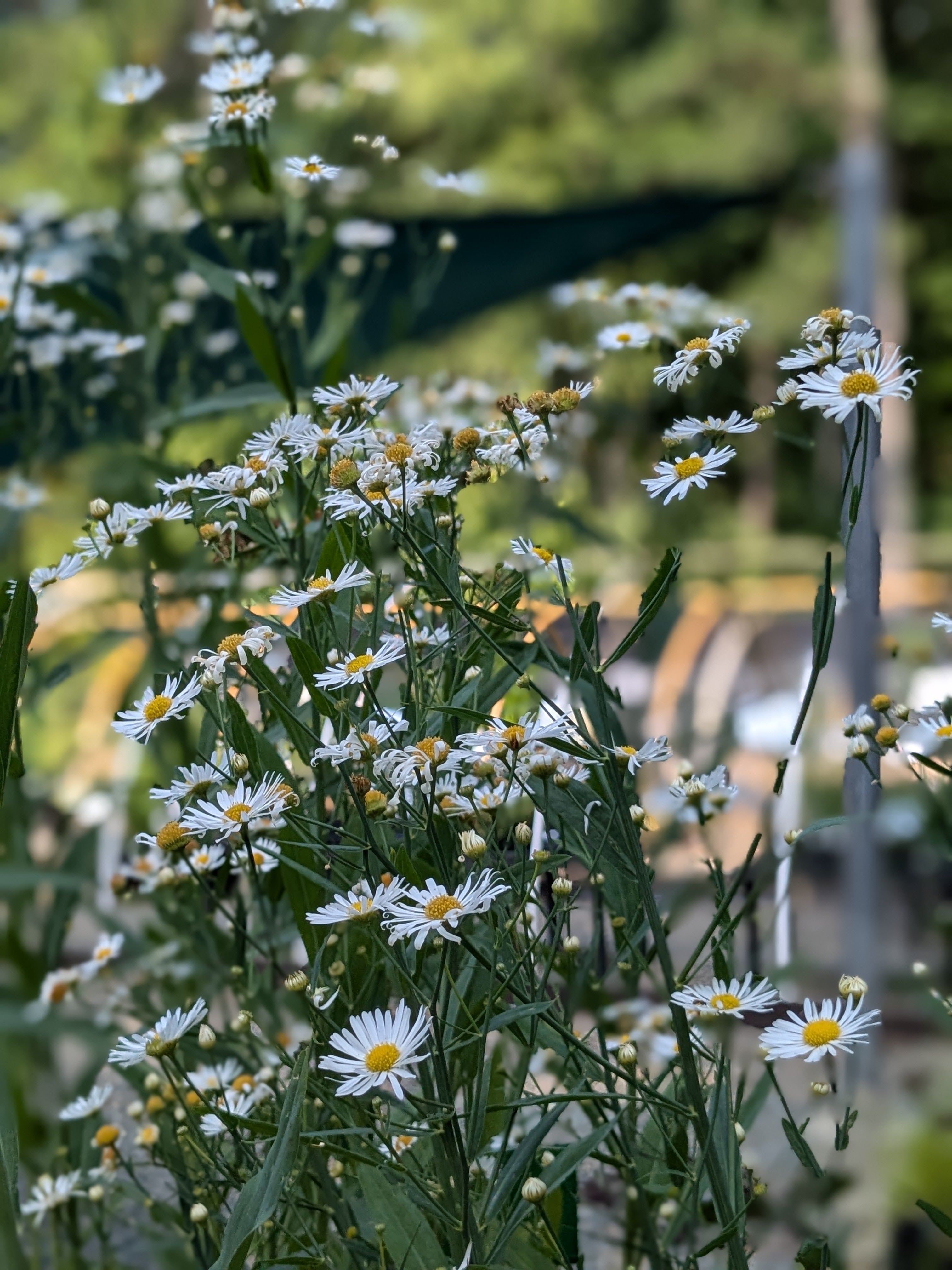 False Aster Boltonia asteroides (False Aster) – Carolina Habitats