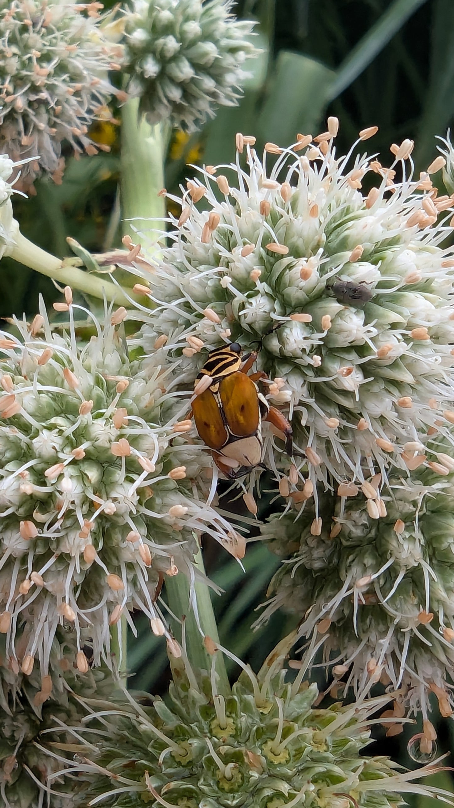 Eryngium yuccifolium (Rattlesnake master)
