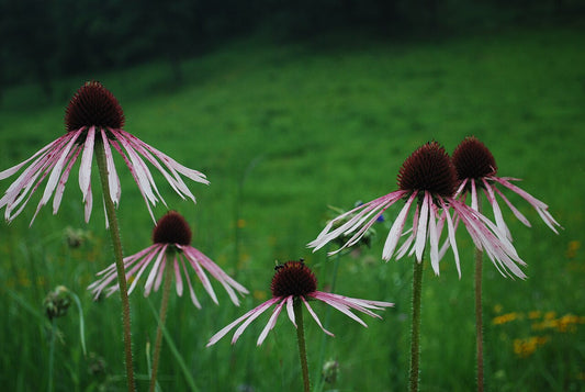 Echinacea pallida (Pale Purple Coneflower)