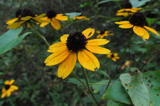 Rudbeckia triloba (Brown Eyed Susan)