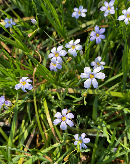 Sisyrinchium angustifolium 'Lucerne' (Lucerne Narrow-leaf Blue-eyed grass)