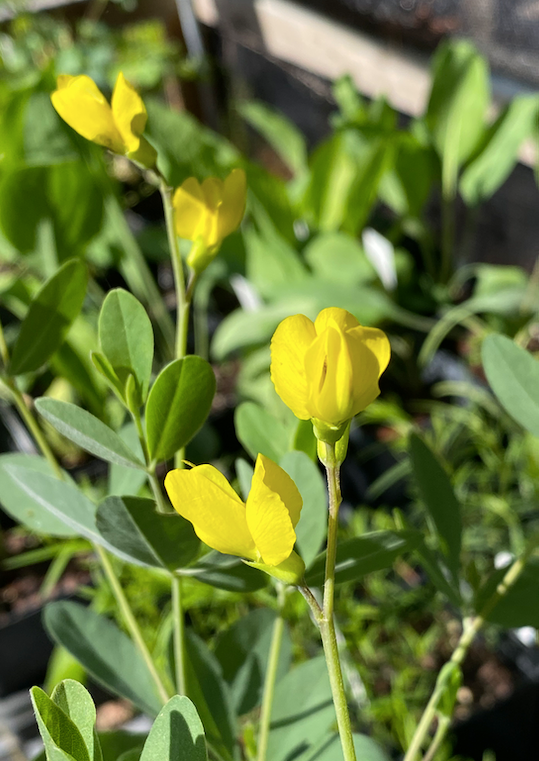 Baptisia sphaerocarpa (Yellow Wild Indigo)