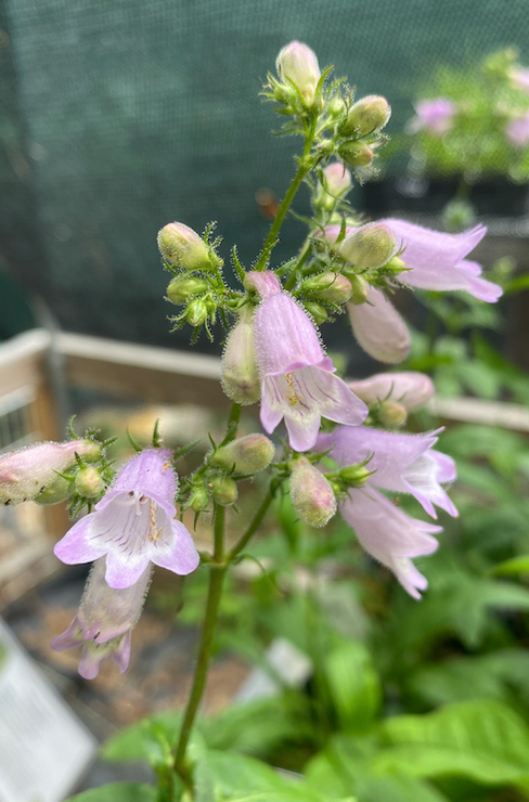 Penstemon calycosus (Calico Beard Tongue)