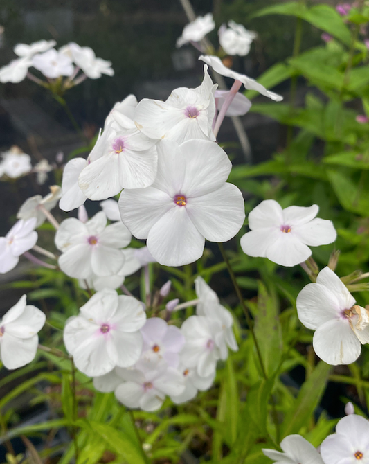 Phlox carolina 'Minnie Pearl' (Carolina Phlox 'Minnie Pearl')