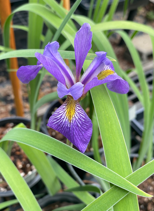 Iris versicolor 'Purple Flame' (Blue Flag Iris 'Purple Flame')