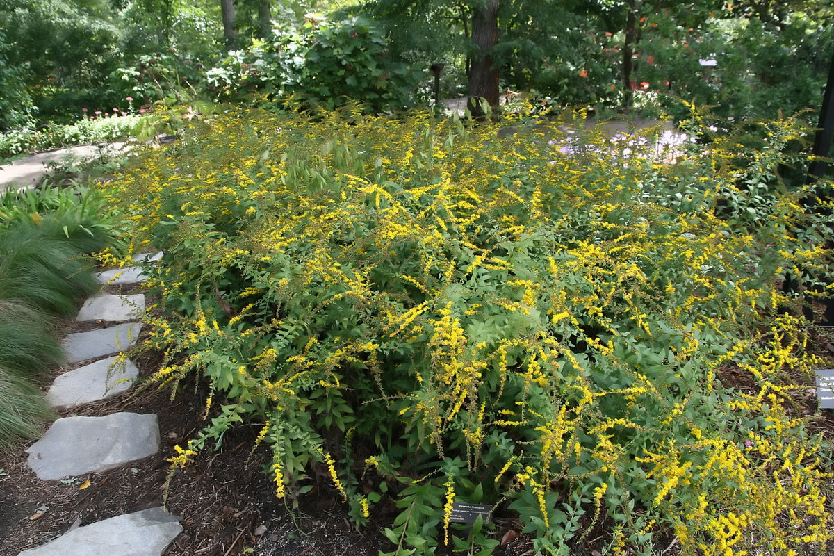 Solid Go Rugosa Solidago rugosa 'Fireworks' (Rough-Leaved Goldenrod) – Carolina Habitats
