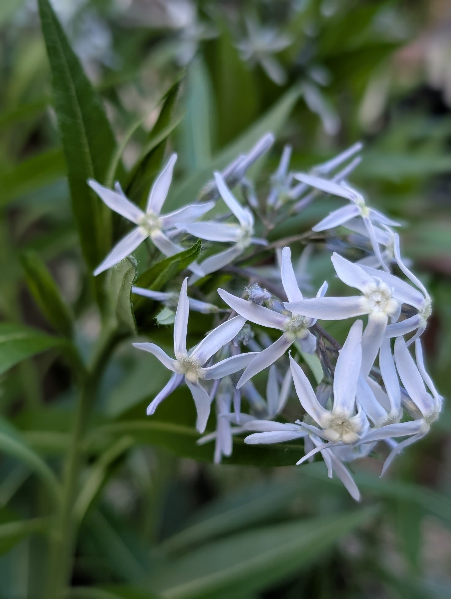 Amsonia tabernaemontana (Eastern Blue Star)