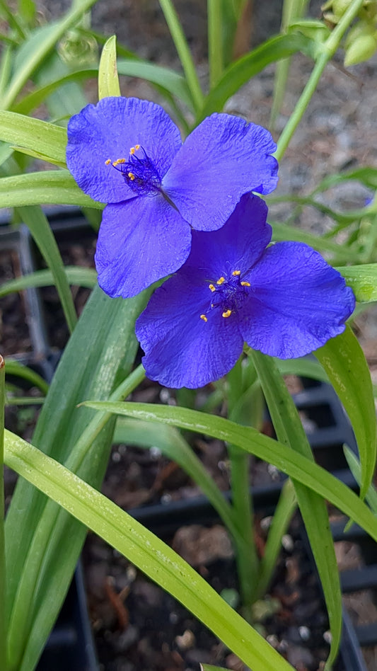 Tradescantia × andersoniana 'Sweet Kate' (Sweet Kate Spiderwort)