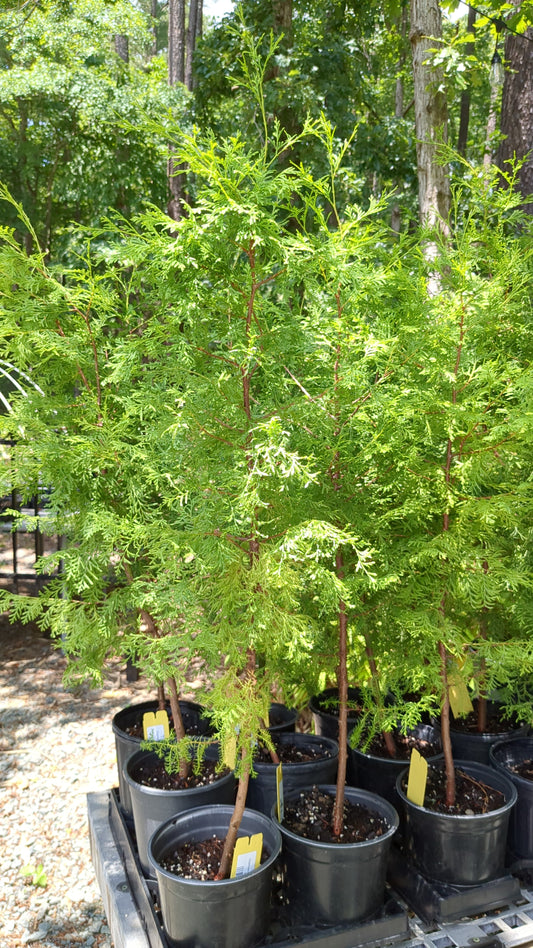 Chamaecyparis thyoides (Atlantic White Cedar)
