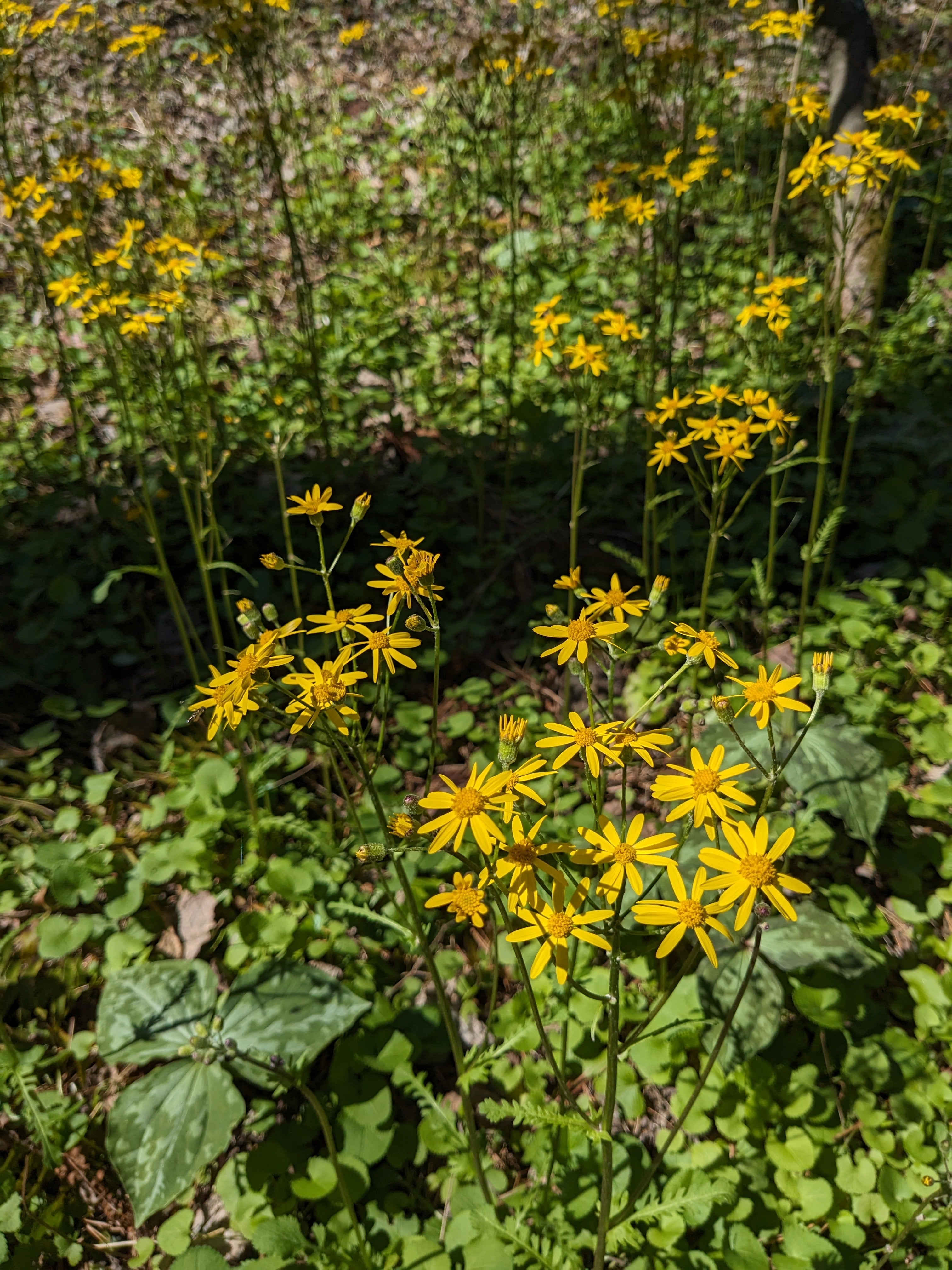 Packera aurea (Golden Ragwort) – Carolina Habitats