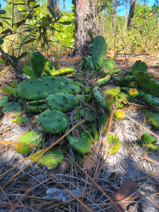 Opuntia humifusa (Eastern Prickly Pear)