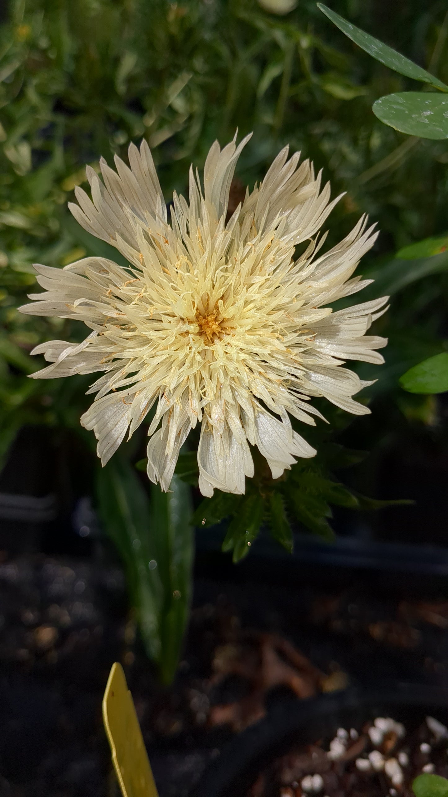 Stokesia laevis 'Mary Gregory' (Stokes' Aster)