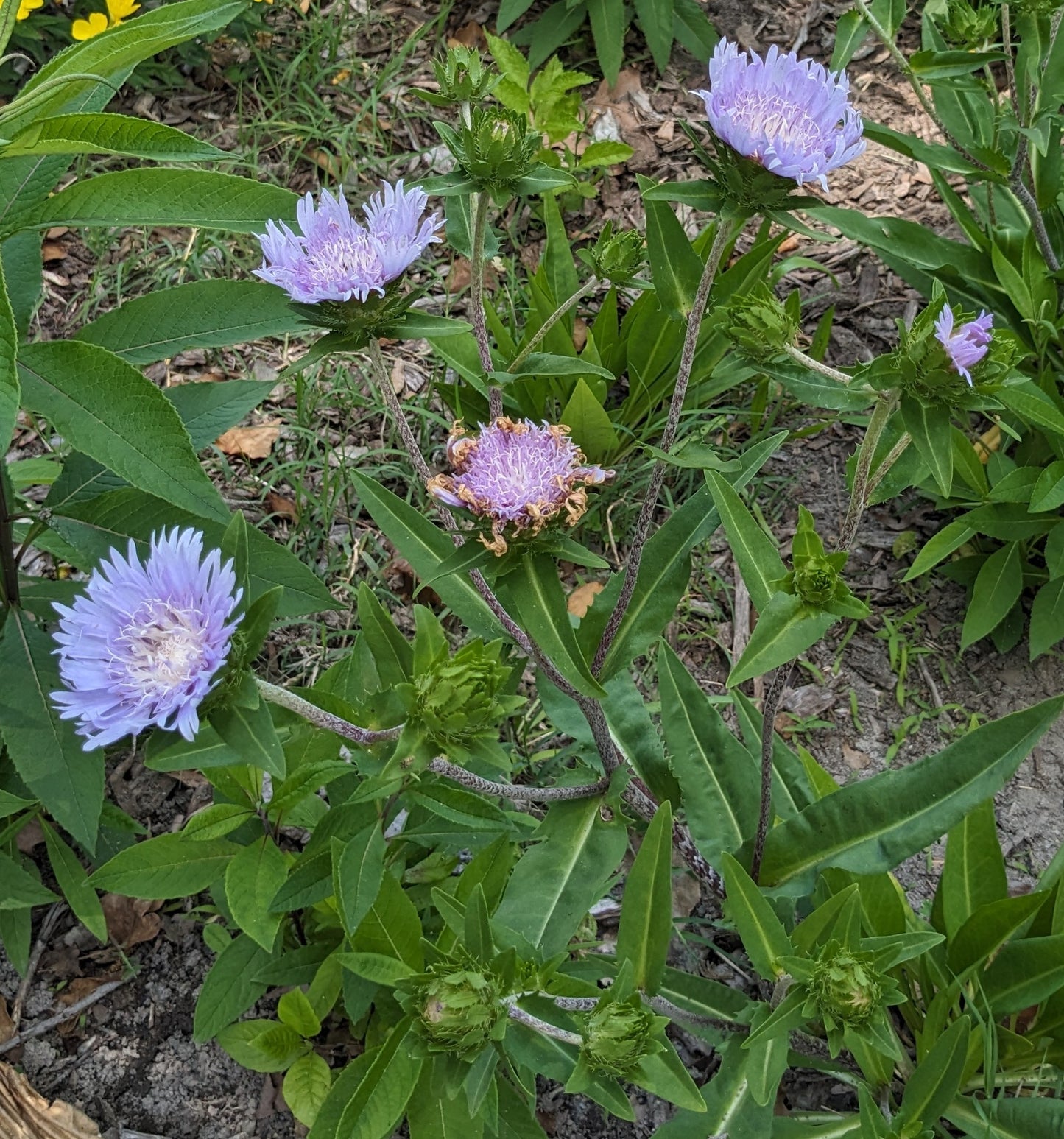 Stokesia laevis (Stokes' Aster)