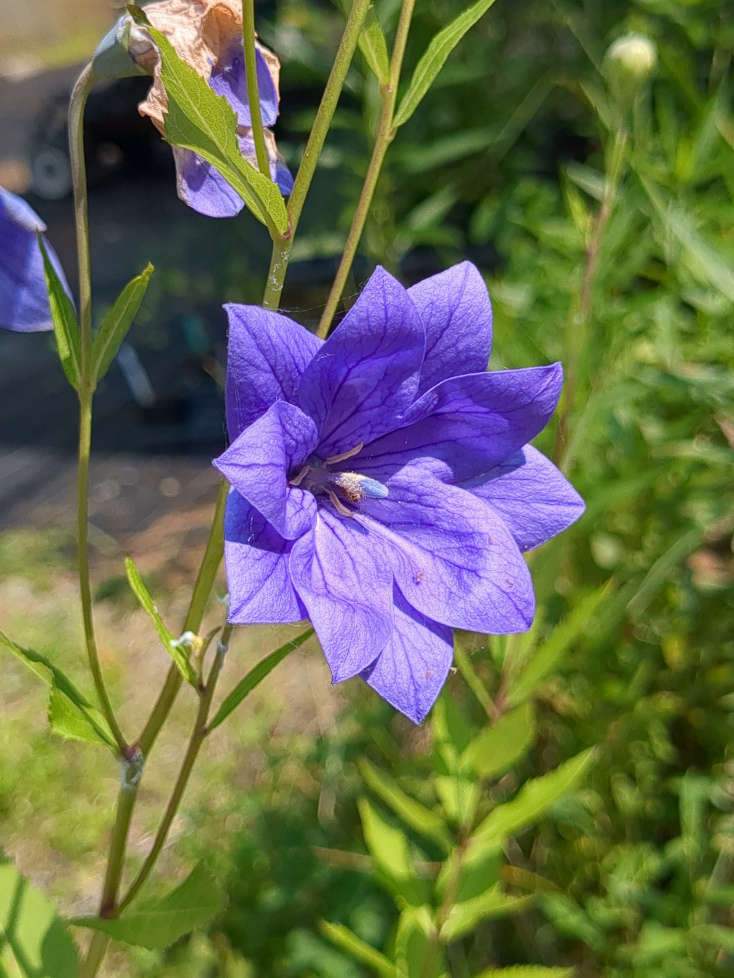 Platycodon grandiflorus 'Hakone Blue' (Balloon Flower)