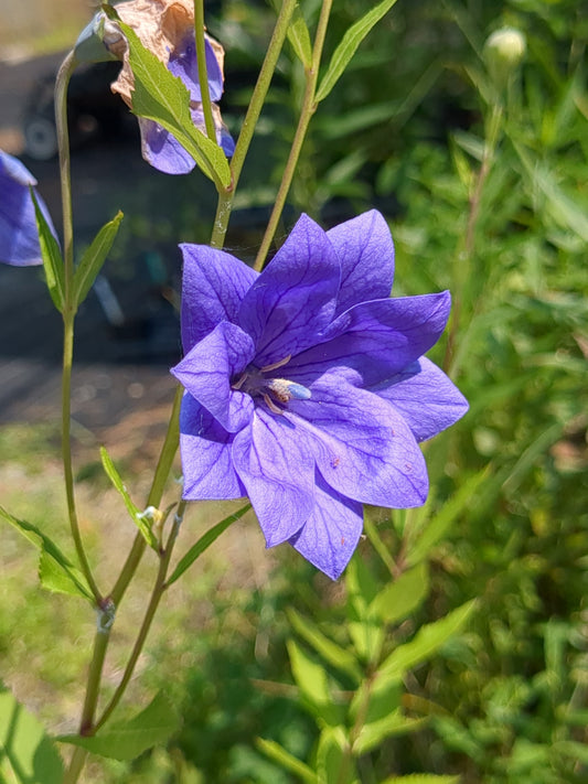 Platycodon grandiflorus 'Hakone Blue' (Balloon Flower)