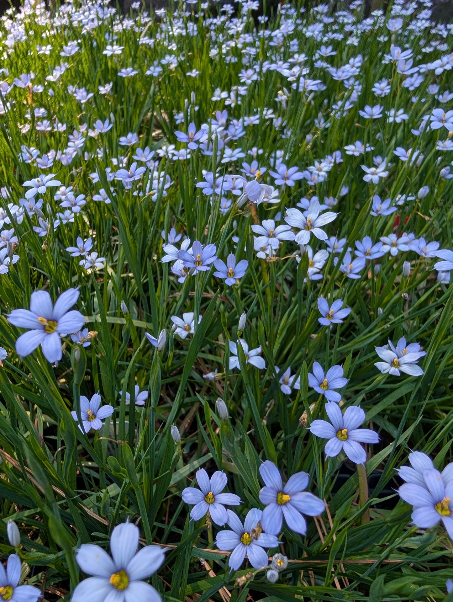 Sisyrinchium angustifolium 'Lucerne' (Lucerne Narrow-leaf Blue-eyed grass)