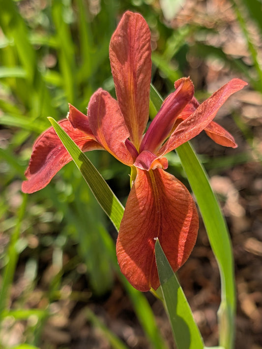 Iris fulva (Copper Iris)