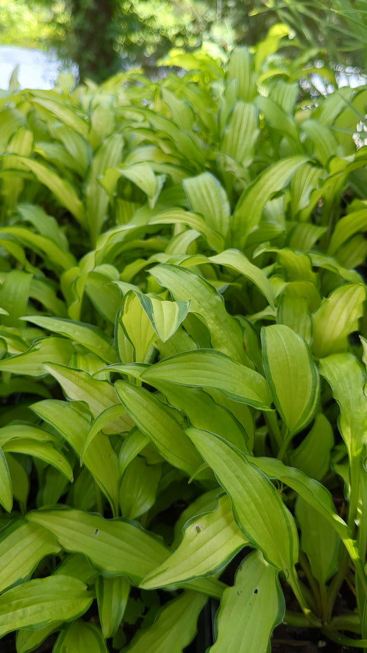 Hosta sieboldii 'Kabitan' ('Kabitan' Hosta)