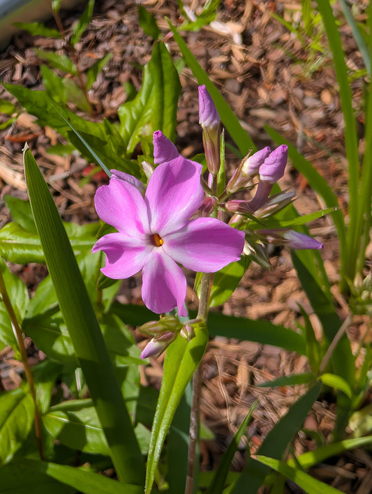 Phlox carolina 'Kim' (Carolina Phlox 'Kim')