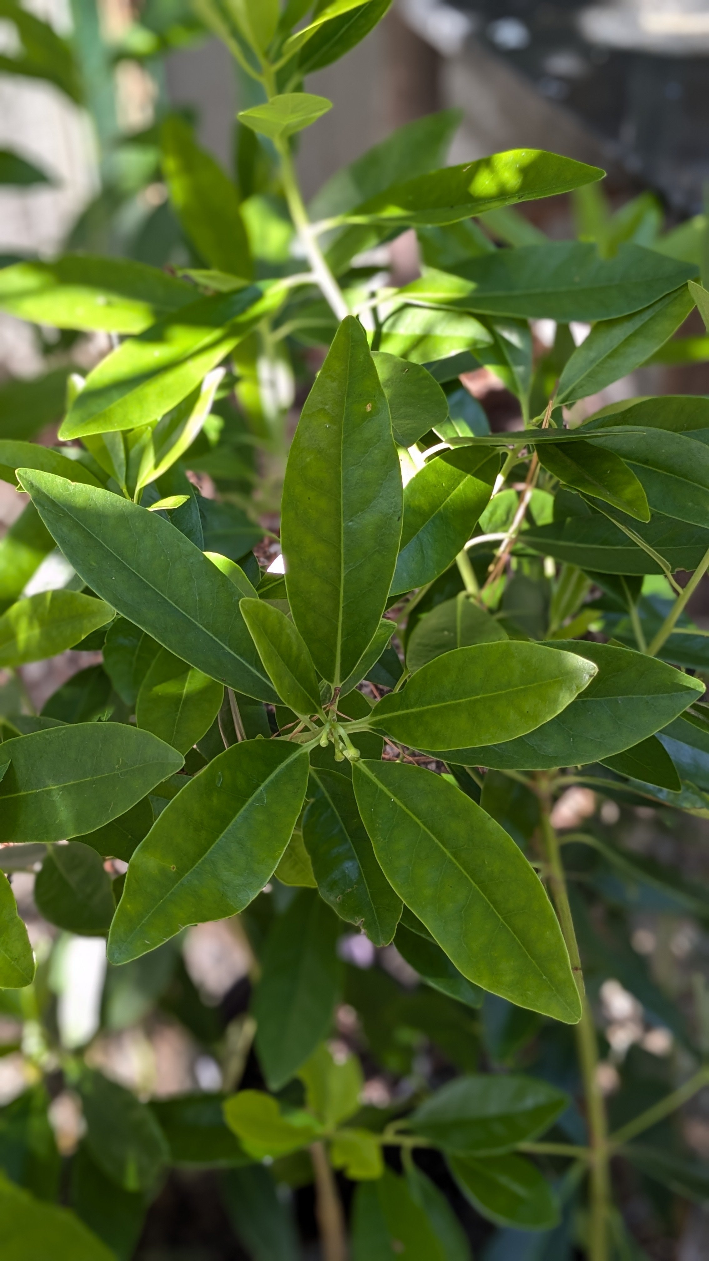 Illicium Parviflorum Swamp Star Anise Carolina Habitats illicium-parviflorum-swamp-star-anise-carolina-habitats